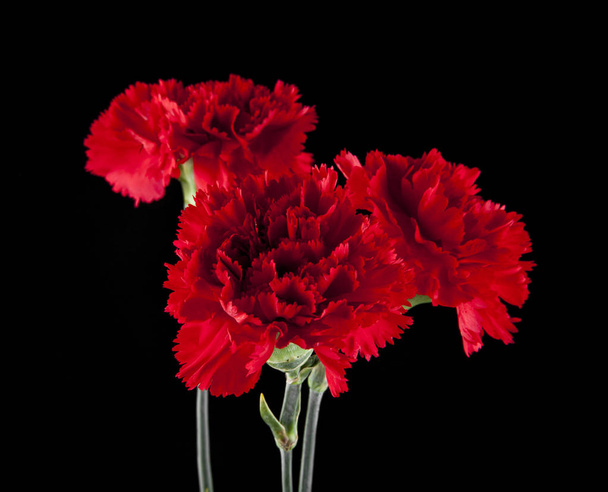 Flores de cravo vermelho
 - Foto, Imagem