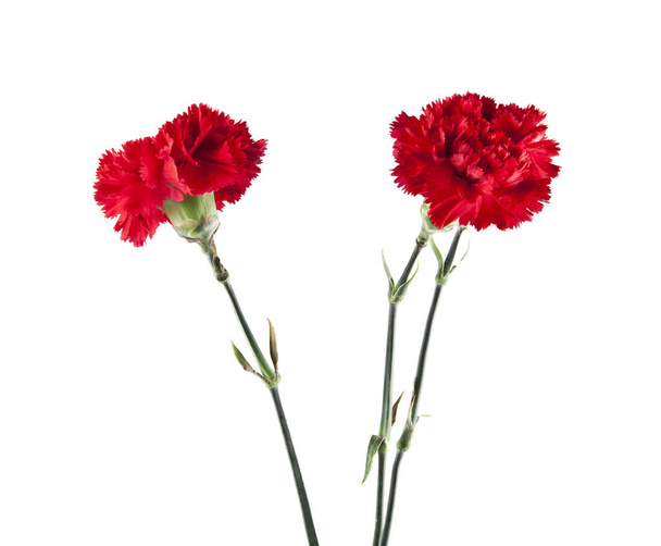 Квіти червоного гвоздики
 - Фото, зображення