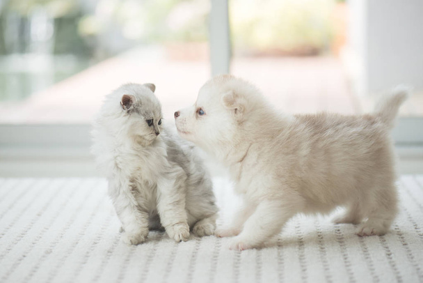 Cute kitten and puppy playing  - Valokuva, kuva