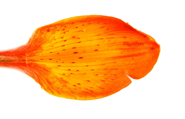Orange petal bud of the daylily. Isolated on white background - Foto, afbeelding