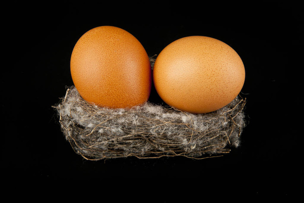 œufs dans le nid - Photo, image
