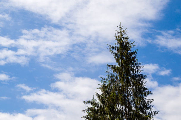 pine tree with cloudy sky - Fotoğraf, Görsel
