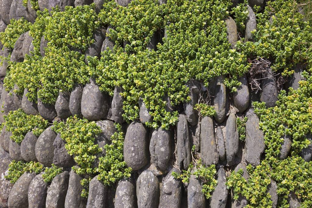 Kamień murowy Halzephron Cove, Cornwall, Wielka Brytania - Zdjęcie, obraz