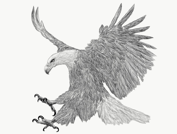 Bald eagle zamachem ataku ręcznie rysowali monochromatyczne na białym tle ilustracja.  - Zdjęcie, obraz