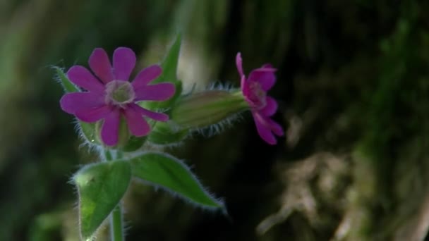 Silene dioica (L.) Clairv., Red Campion, Red Catchfly - Footage, Video