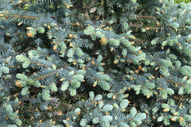 The view of pine branch with young green cones in summer sun, Mountain pine - Valokuva, kuva
