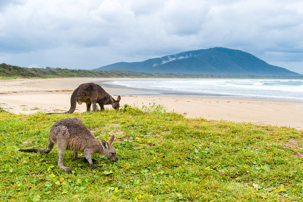 Група кенгуру випасу в Diamond Head beach, Сполучені Штати Америки - Фото, зображення