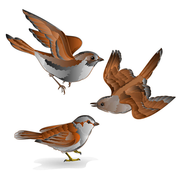 Weinig vogels cub sparrow passer domesticus vintage instellen vijfde vector - Vector, afbeelding