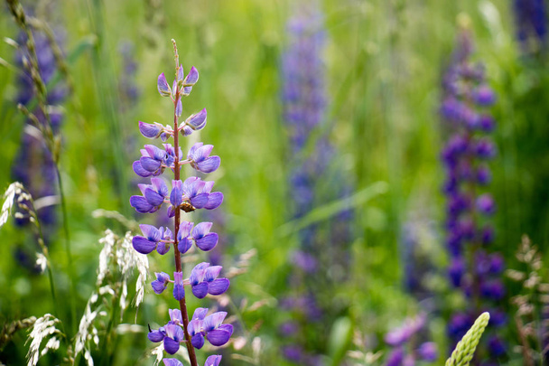 Lupine, meadow, grass and lupins against the sky, - Photo, Image