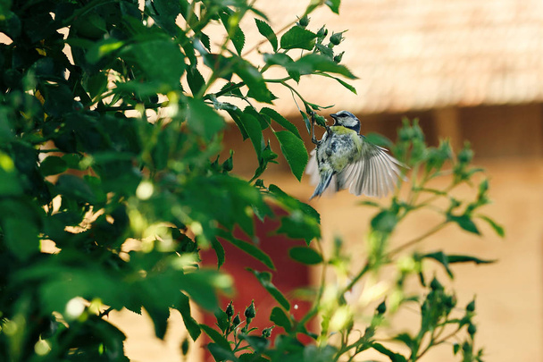 Mees vliegen op groene bush  - Foto, afbeelding