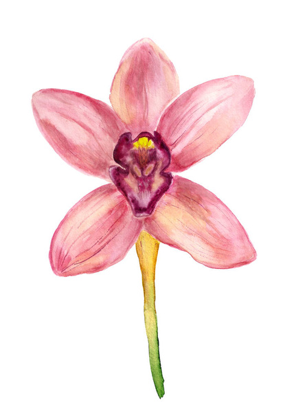 Watercolor pink orchid - Foto, afbeelding