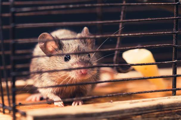 Mäuse in der Käfigmausfalle gefangen - Foto, Bild