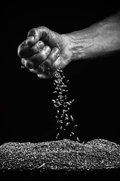 Wheat and hands of men. - Fotoğraf, Görsel