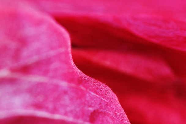 Macro red petal of a flower hibiscus family Malvaceae - Photo, Image