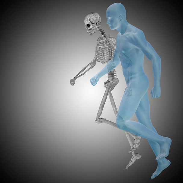 anatomia do esqueleto humano
 - Foto, Imagem