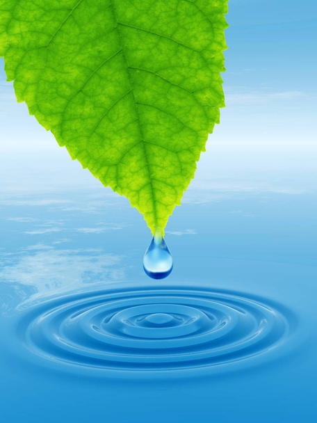  drop uit groene verse blad vallen  - Foto, afbeelding