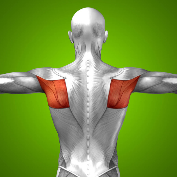 anatomía de espalda humana
 - Foto, imagen