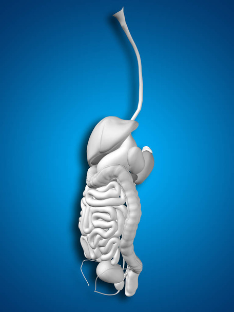  sistema digestivo humano - Foto, Imagem