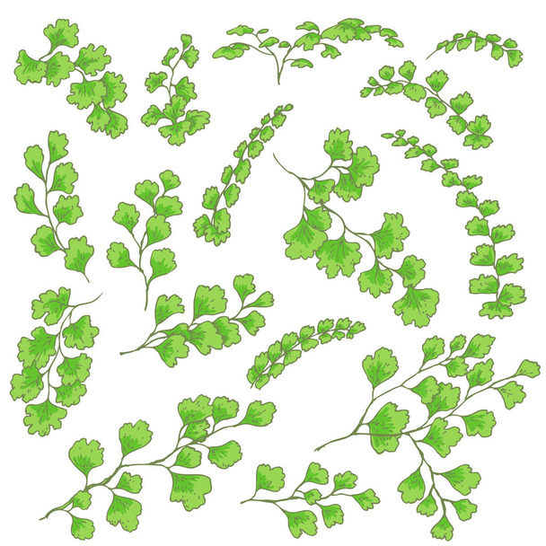 Green Fern Leaves Sketch - Vector, Imagen