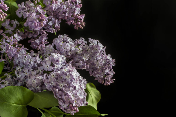 Beautiful Bunch of violet lilac flowers close-up black or green background with some water drops - Foto, immagini