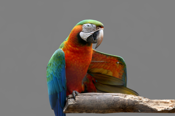 Papoušek na větvi izolovaných na hnědé pozadí - Fotografie, Obrázek