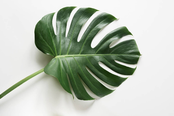 Single leaf of Monstera plant on white background. Close up, isolated with copy space. - Photo, Image