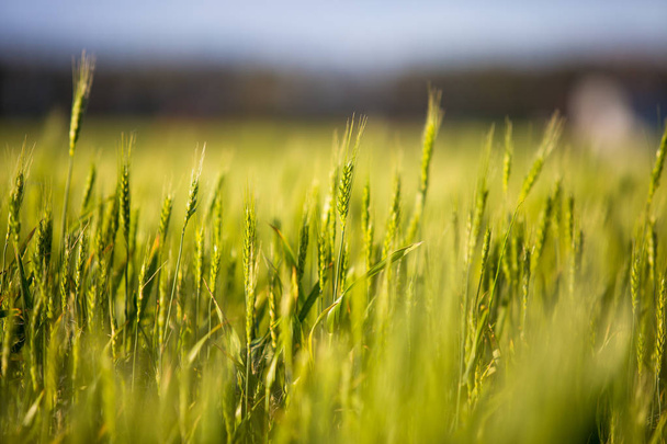 Champ vert aux épillets, le pain pousse contre le ciel bleu. Agriculture Ukraine
 - Photo, image