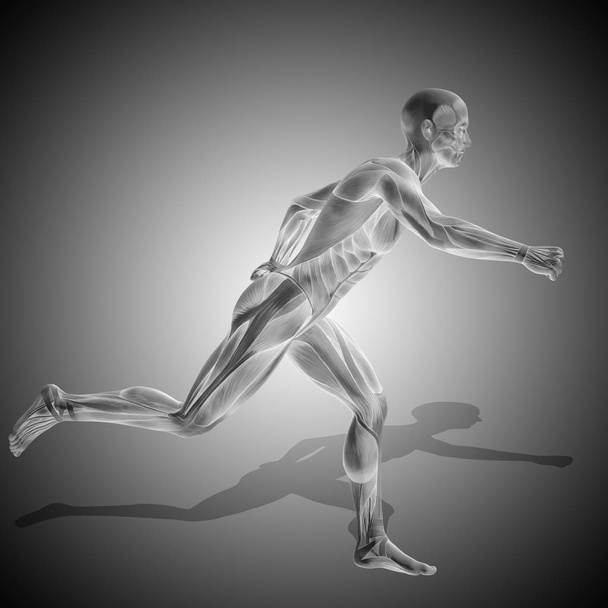 Anatomie těla s svalů - Fotografie, Obrázek