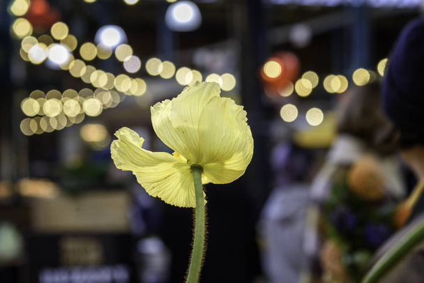 krásný žlutý květ - Fotografie, Obrázek