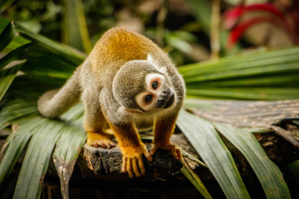 Divertente aspetto di scimmia sqirrel in una foresta pluviale, Ecuador
 - Foto, immagini
