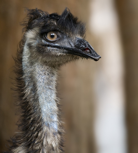 Emu look - Valokuva, kuva