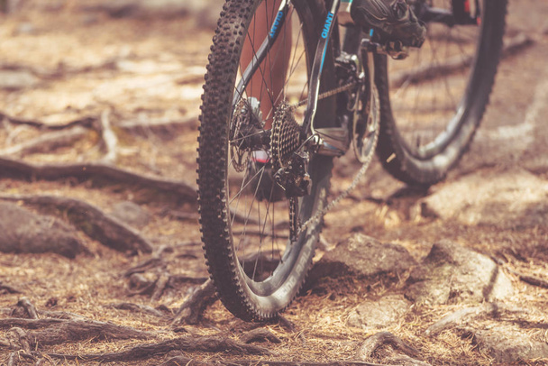 Деталь заднего колеса над корнями в лесу на горном велосипеде ev
 - Фото, изображение