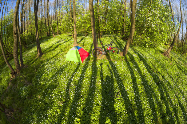 Anemones field with a camp - Zdjęcie, obraz