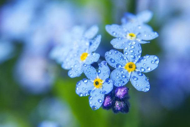 Forget me not flower petals close up with droplets of water - Fotoğraf, Görsel