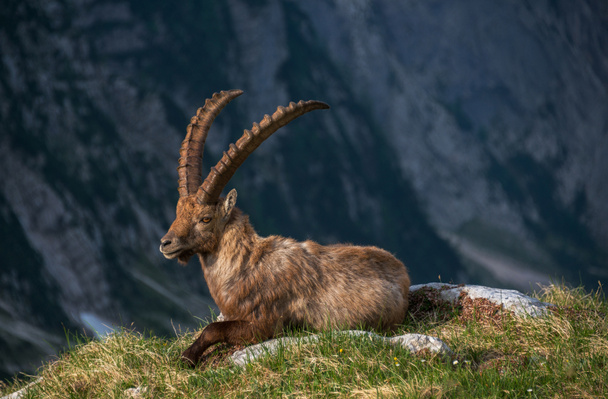Alpine Ibex  in Julian Alps - Fotografie, Obrázek