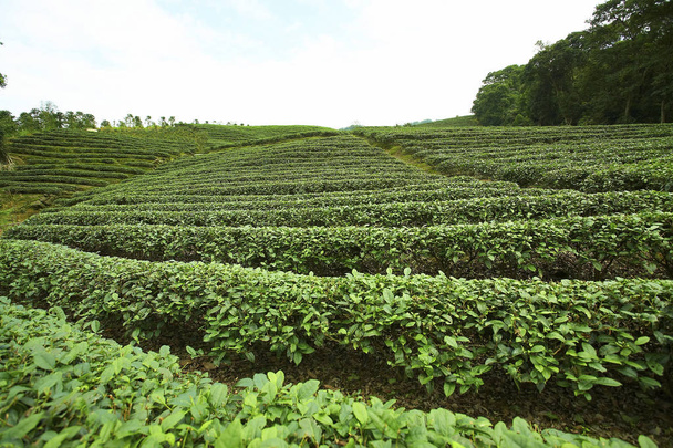 Green tea plantations - Φωτογραφία, εικόνα