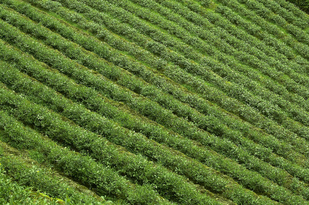 Green tea plantations - 写真・画像