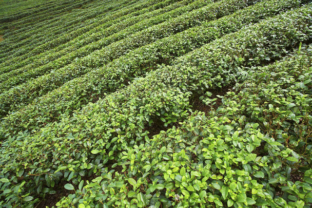Green tea plantations - Fotó, kép