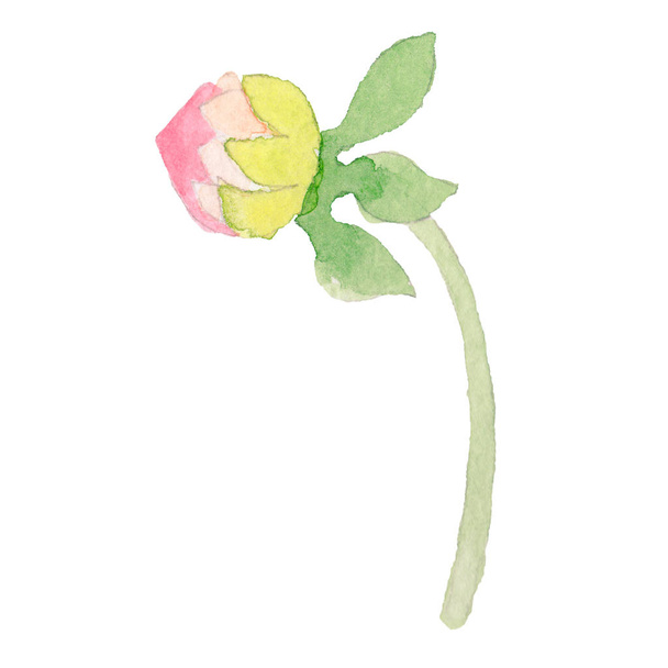 Wildflower dahlia flower in a watercolor style isolated. - Foto, imagen