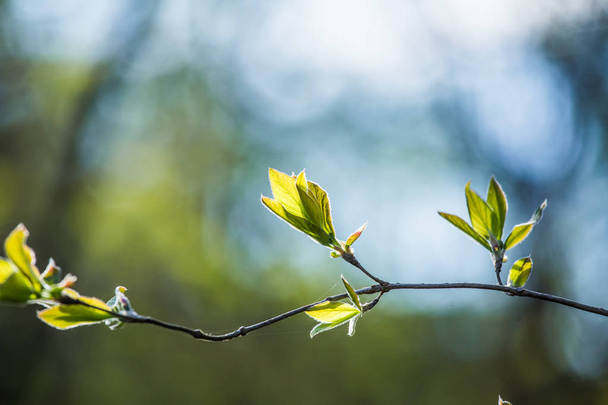 A beautiful closeup of young bird cherry leaves in spring - Fotó, kép