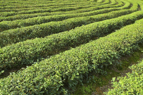 Green tea plantations - Fotoğraf, Görsel