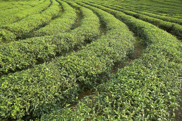Green tea plantations - Foto, Bild