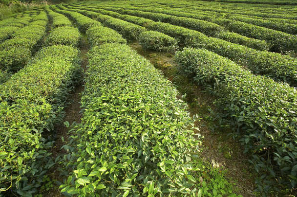 Green tea plantations - Valokuva, kuva