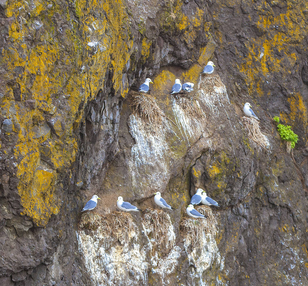 Чайки сидят парами на гнездах на скале переросли
 - Фото, изображение