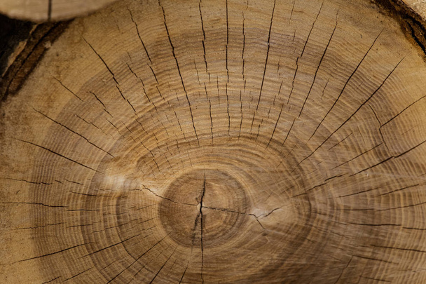 A beautiful close-up of a tree trunk. Wooden texture of age rings. - Photo, Image