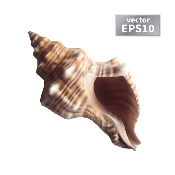 Realistic seashell isolated - Vector, Image