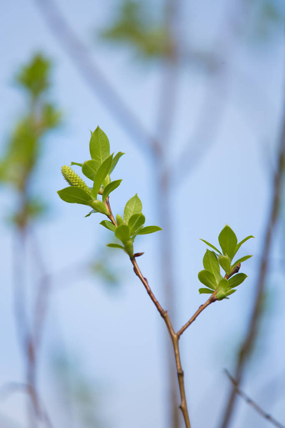 Een mooie close-up van de takken van een wilg in het voorjaar - Foto, afbeelding