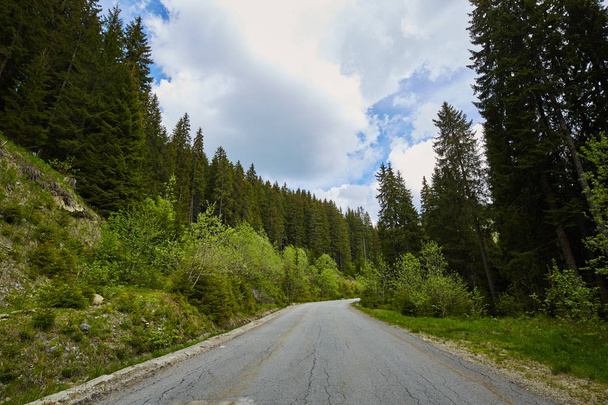 Straße führt durch Wald - Foto, Bild
