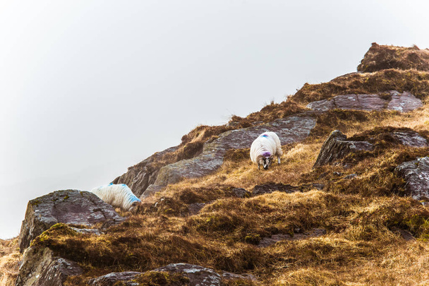 Un beau paysage de montagne irlandaise au printemps avec des moutons. Parc Gleninchaquin en Irlande
. - Photo, image
