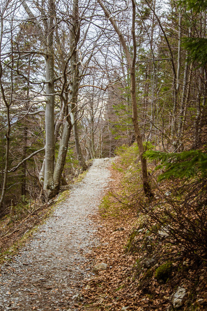 Un bellissimo sentiero di montagna attraverso la foresta con foglie autunnali. Mala Fatra montagne in Slovacchia
 - Foto, immagini
